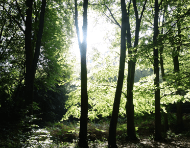 Trees provide dappled shade on the Downs Link.